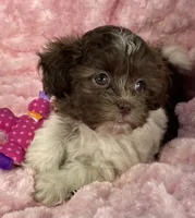 Misty, a female Shih Tzu and Poodle - Toy  for sale in Gallatin, MO – 2 of 10