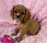 Glitter , a female Cavalier King Charles Spaniel for sale in Gallatin, MO – 6 of 10