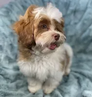 Spencer, a male Shih Tzu and Poodle - Toy  for sale in Gallatin, MO – 7 of 10