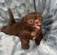 Chip, a male Shih Tzu for sale in Gallatin, MO – 9 of 10