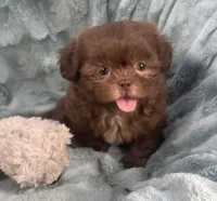 Chip, a male Shih Tzu for sale in Gallatin, MO – 2 of 10