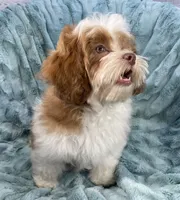 Spencer, a male Shih Tzu and Poodle - Toy  for sale in Gallatin, MO – 8 of 10