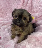 Bubbles/ imperial, a female Shih Tzu for sale in Gallatin, MO – 9 of 10