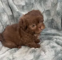 Chip, a male Shih Tzu for sale in Gallatin, MO – 6 of 10