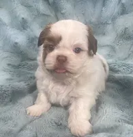 Rocky, a male Shih Tzu for sale in Gallatin, MO – 4 of 10