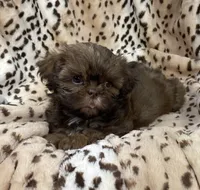 Winston, a male Shih Tzu for sale in Gallatin, MO – 6 of 10