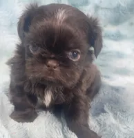 Ian / imperial, a male Shih Tzu for sale in Gallatin, MO – 3 of 8