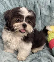Tux , a male Shih Tzu for sale in Gallatin, MO – 5 of 9