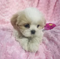 Daisy, a female Shih Tzu for sale in Gallatin, MO – 7 of 9
