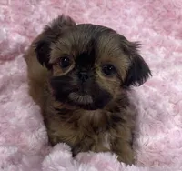 Bubbles/ imperial, a female Shih Tzu for sale in Gallatin, MO – 4 of 10