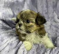 Daisy 🌼, a female Shih Tzu for sale in Gallatin, MO – 7 of 8