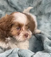 Copper, a male Shih Tzu and Poodle - Toy  for sale in Gallatin, MO – 6 of 10