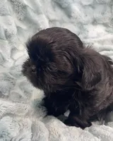 Jet / solid black, a male Shih Tzu for sale in Gallatin, MO – 7 of 10