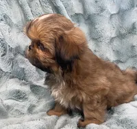 Quincy, a male Shih Tzu for sale in Gallatin, MO – 3 of 10