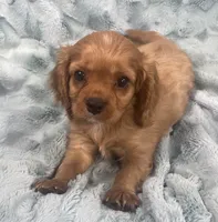 Kirby, a male Cavalier King Charles Spaniel for sale in Gallatin, MO – 7 of 10
