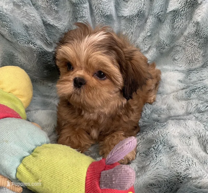 Ivan – Shih Tzu puppy for sale in Gallatin, MO