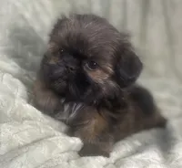 Squiggy / Imperial, a male Shih Tzu for sale in Gallatin, MO – Photo 4 of 7