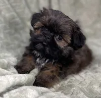 Squiggy / Imperial, a male Shih Tzu for sale in Gallatin, MO – Photo 6 of 7