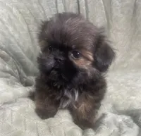 Squiggy / Imperial, a male Shih Tzu for sale in Gallatin, MO – Photo 2 of 7