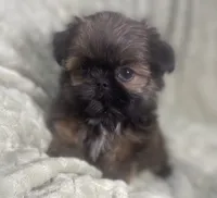 Squiggy / Imperial, a male Shih Tzu for sale in Gallatin, MO – Photo 3 of 7