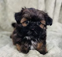 Squiggy / Imperial, a male Shih Tzu for sale in Gallatin, MO – Photo 7 of 7