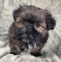 Squiggy / Imperial, a male Shih Tzu for sale in Gallatin, MO – Photo 5 of 7