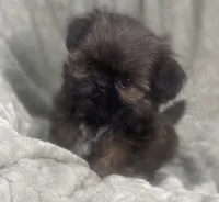 Squiggy / Imperial, a male Shih Tzu for sale in Gallatin, MO – Photo 1 of 7