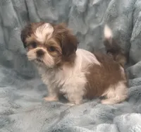 Jasper, a male Shih Tzu for sale in Gallatin, MO – 9 of 10