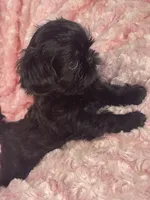 Beauty / imperial/ solid black, a female Shih Tzu for sale in Gallatin, MO – 3 of 7