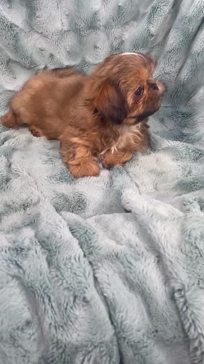 Quincy, a male Shih Tzu for sale in Gallatin, MO – 10 of 10