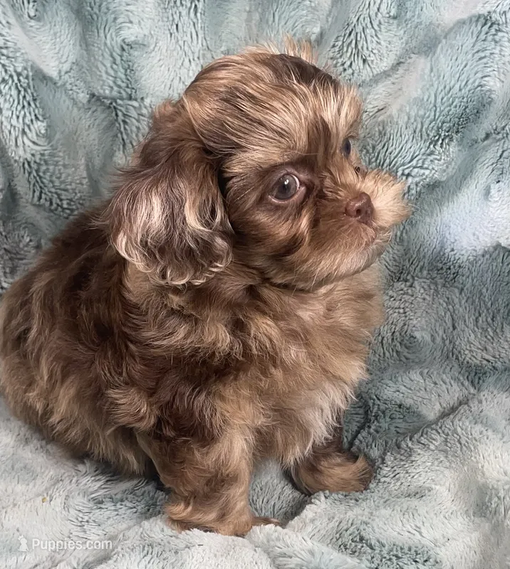 Ace  – Shih Tzu puppy for sale in Gallatin, MO