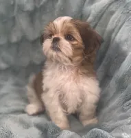 Jasper, a male Shih Tzu for sale in Gallatin, MO – 4 of 10