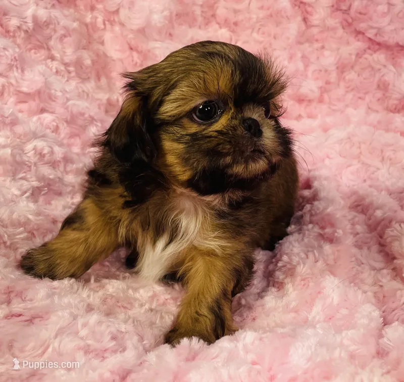 Spice – Shih Tzu puppy for sale in Gallatin, MO