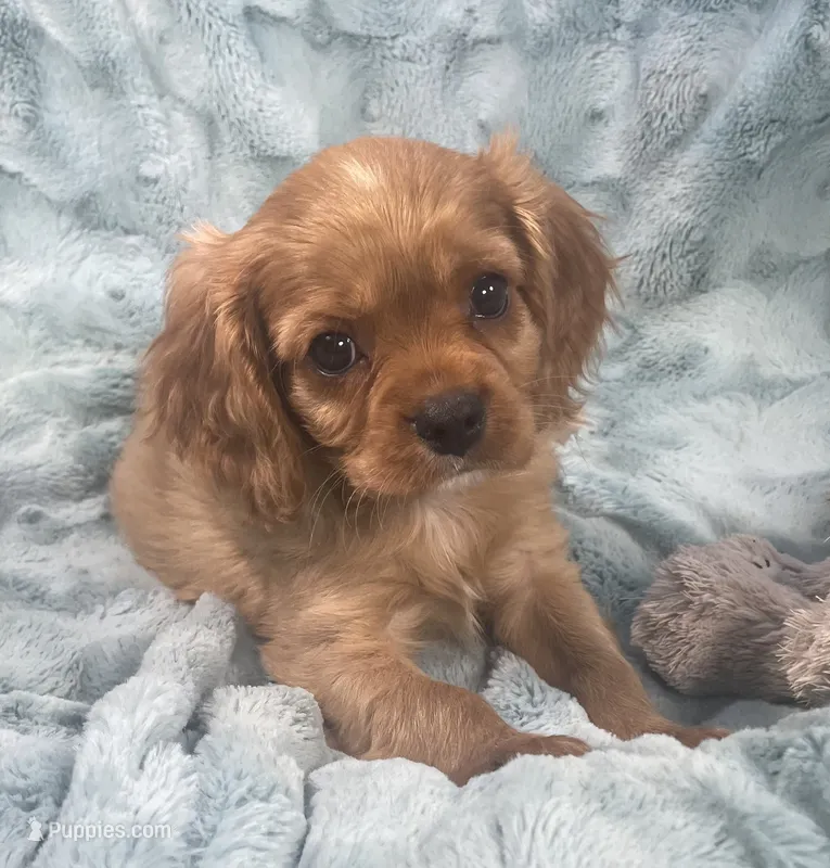 Kirby – Cavalier King Charles Spaniel puppy for sale in Gallatin, MO