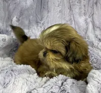 Flower🌸, a female Shih Tzu for sale in Gallatin, MO – 5 of 10