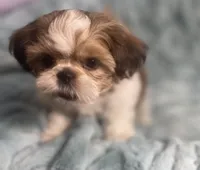 Jasper, a male Shih Tzu for sale in Gallatin, MO – 7 of 10