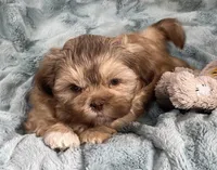 Winston, a male Shih Tzu for sale in Gallatin, MO – Photo 6 of 7