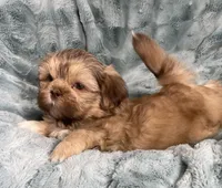 Winston, a male Shih Tzu for sale in Gallatin, MO – Photo 1 of 7