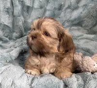 Winston, a male Shih Tzu for sale in Gallatin, MO – Photo 3 of 7