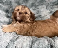 Winston, a male Shih Tzu for sale in Gallatin, MO – Photo 7 of 7