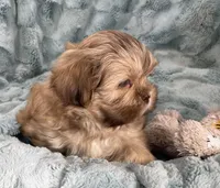 Winston, a male Shih Tzu for sale in Gallatin, MO – Photo 4 of 7