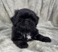 Nugget / small, a male Shih Tzu for sale in Gallatin, MO – Photo 9 of 10