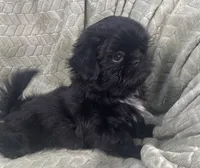 Nugget / small, a male Shih Tzu for sale in Gallatin, MO – Photo 10 of 10