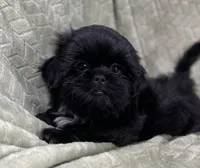 Nugget / small, a male Shih Tzu for sale in Gallatin, MO – Photo 7 of 10