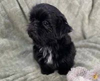 Nugget / small, a male Shih Tzu for sale in Gallatin, MO – Photo 6 of 10