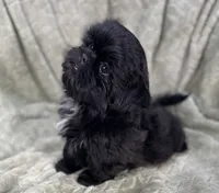 Nugget / small, a male Shih Tzu for sale in Gallatin, MO – Photo 8 of 10