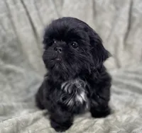 Nugget / small, a male Shih Tzu for sale in Gallatin, MO – Photo 1 of 10