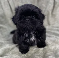 Nugget / small, a male Shih Tzu for sale in Gallatin, MO – Photo 2 of 10