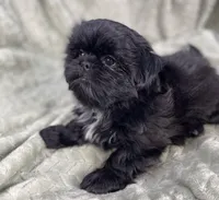 Nugget / small, a male Shih Tzu for sale in Gallatin, MO – Photo 4 of 10