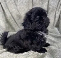 Nugget / small, a male Shih Tzu for sale in Gallatin, MO – Photo 3 of 10